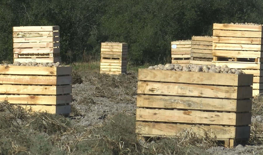 En tienda se ha reforzado la visibilidad de esta variedad de patata para que el consumidor sea consciente de que al comprarla está colaborando con los agricultores gallegos.