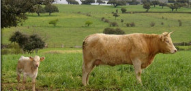 Provacuno le ha trasladado una serie de medidas a medio plazo, con una doble estrategia: nacional, en donde se promocione la carne de vacuno producida en España, pensando en la necesidad de apoyar y 
