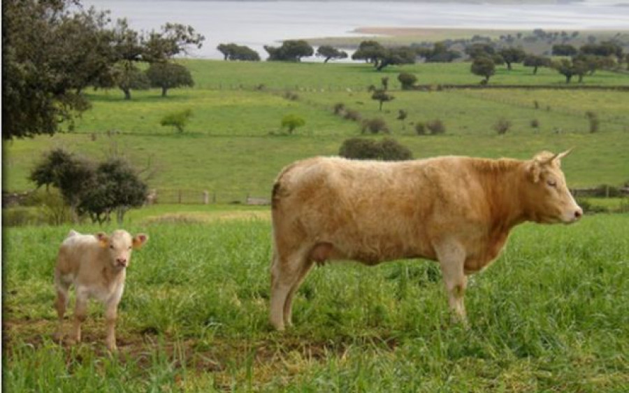 Provacuno le ha trasladado una serie de medidas a medio plazo, con una doble estrategia: nacional, en donde se promocione la carne de vacuno producida en España, pensando en la necesidad de apoyar y 