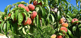 El sector de fruta de hueso requiere medidas por la falta de mano de obra estacional y la Comisión Europea establece directrices para reducir este problema derivado de la crisis del Covid-19.