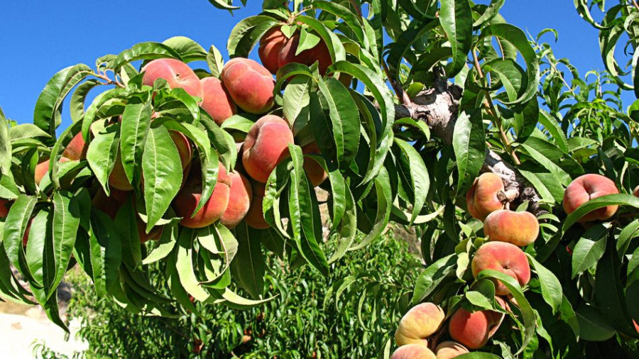 El sector de fruta de hueso requiere medidas por la falta de mano de obra estacional y la Comisión Europea establece directrices para reducir este problema derivado de la crisis del Covid-19.