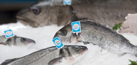 Este sello de origen de las doradas, lubinas y corvinas de origen nacional es reconocido por el 35,3 % de los consumidores de pescado encuestados, según GfK.