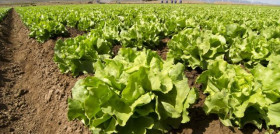 Primaflor, ha comunicado que continuará con su actividad de producción en todas sus plantas, siempre que las circunstancias externas a su ámbito de decisión se lo permitan, garantizando de esta ma