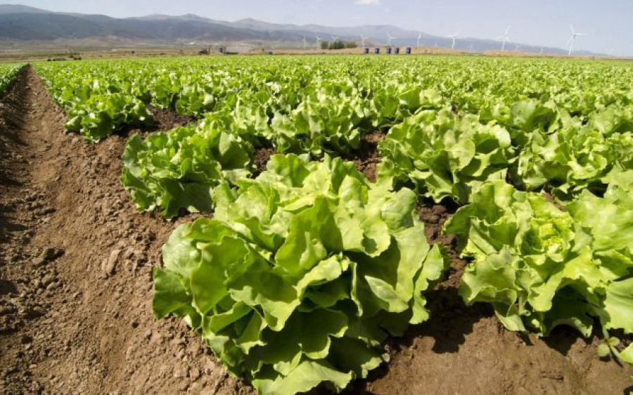 Primaflor, ha comunicado que continuará con su actividad de producción en todas sus plantas, siempre que las circunstancias externas a su ámbito de decisión se lo permitan, garantizando de esta ma