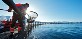 l ministro de pesca noruego ha declarado los productos de pesca y acuicultura como sector esencial para la sociedad, por eso se garantiza su transporte a través de las fronteras.