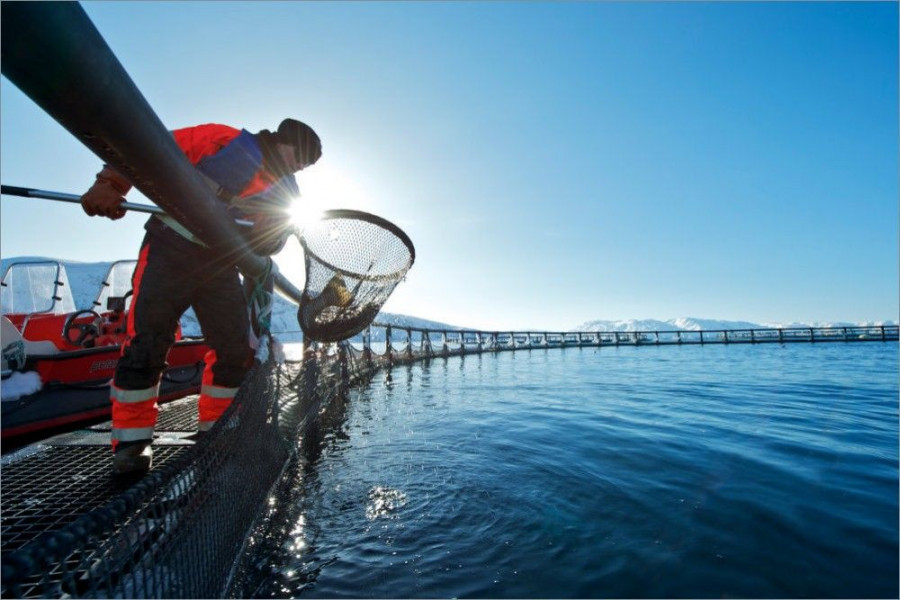 l ministro de pesca noruego ha declarado los productos de pesca y acuicultura como sector esencial para la sociedad, por eso se garantiza su transporte a través de las fronteras.