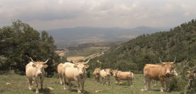 La red BovINE (Beef Innovation Network) se crea para ayudar al sector vacuno de carne a afrontar desafíos de sostenibilidad con una financiación de 2 millones de euros proporcionados por la UE.
