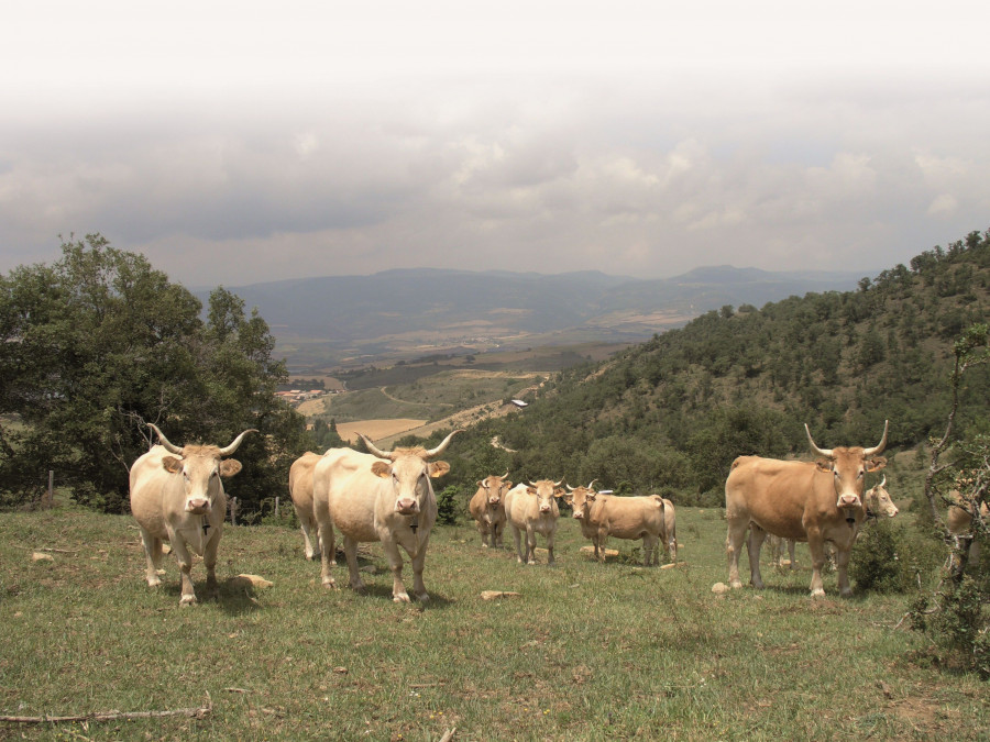 La red BovINE (Beef Innovation Network) se crea para ayudar al sector vacuno de carne a afrontar desafíos de sostenibilidad con una financiación de 2 millones de euros proporcionados por la UE.