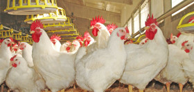 El centro se centrará, entre otras cosas, en el bienestar animal avícola de broilers, ponedoras y pavos.