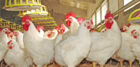 El centro se centrará, entre otras cosas, en el bienestar animal avícola de broilers, ponedoras y pavos.