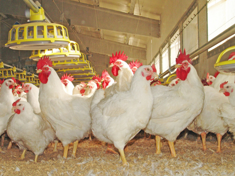 El centro se centrará, entre otras cosas, en el bienestar animal avícola de broilers, ponedoras y pavos.