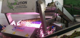 Mediante la clasificación de cada aceituna por índice de madurez y por la presencia o ausencia de defecto, se garantiza la máxima calidad del aceite de oliva virgen extra elaborado.