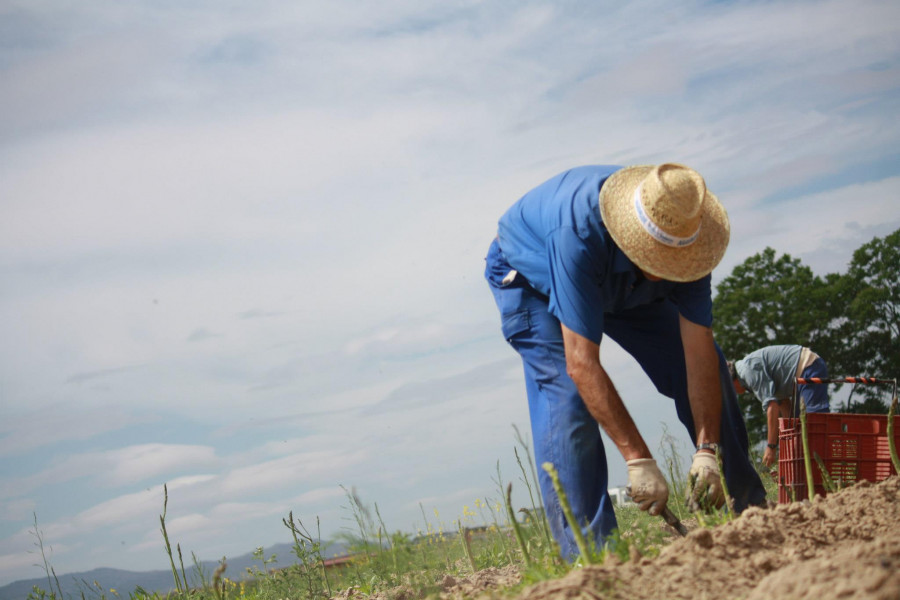 Además del espárrago verde y blanco, HaciendasBio produce espárrago púrpura para los paladares más exigentes.