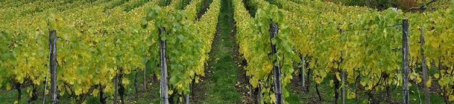 Del total de producción de vino y mosto, 33,5 millones de hectólitros corresponden a vino y 3,7 a mosto, en poder de los productores a 30 de noviembre de 2019.
