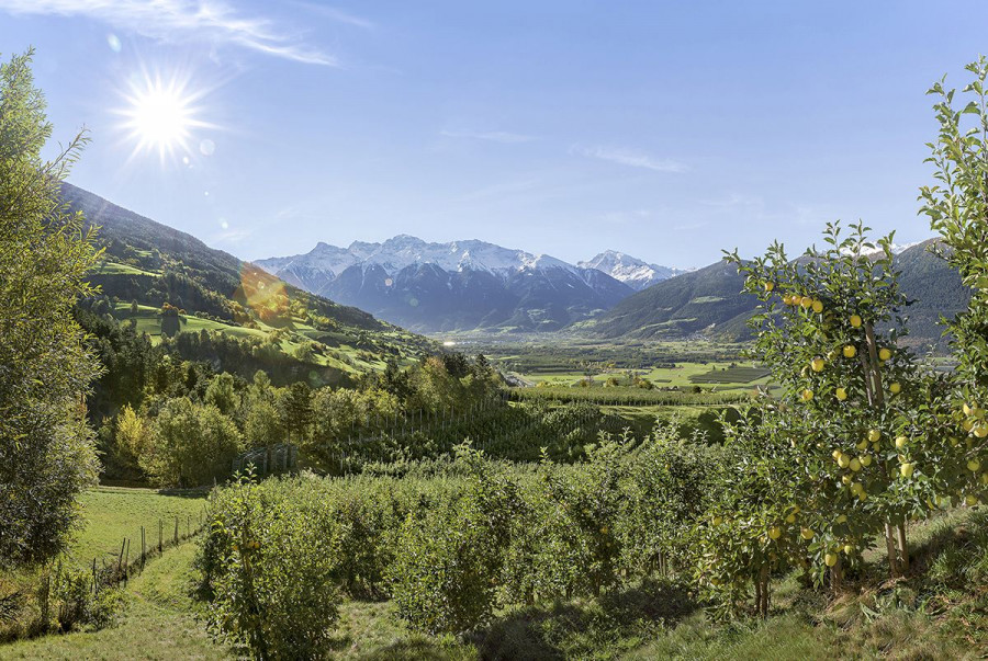 “El paraíso de las manzanas” prevé un aumento de precios a partir de enero debido a la gran demanda de manzanas de alta calidad.