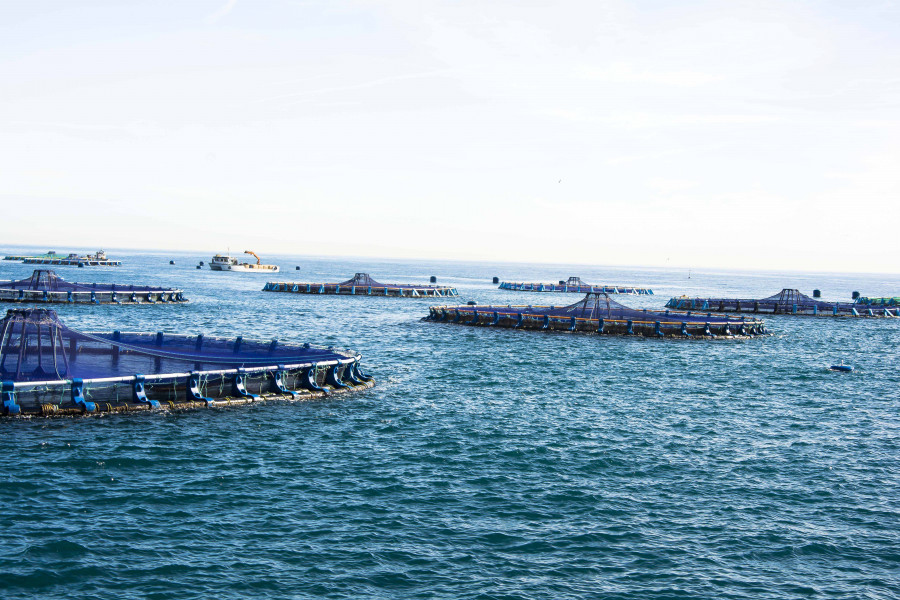 Granjas marinas del Grupo Andromeda en Valencia.
