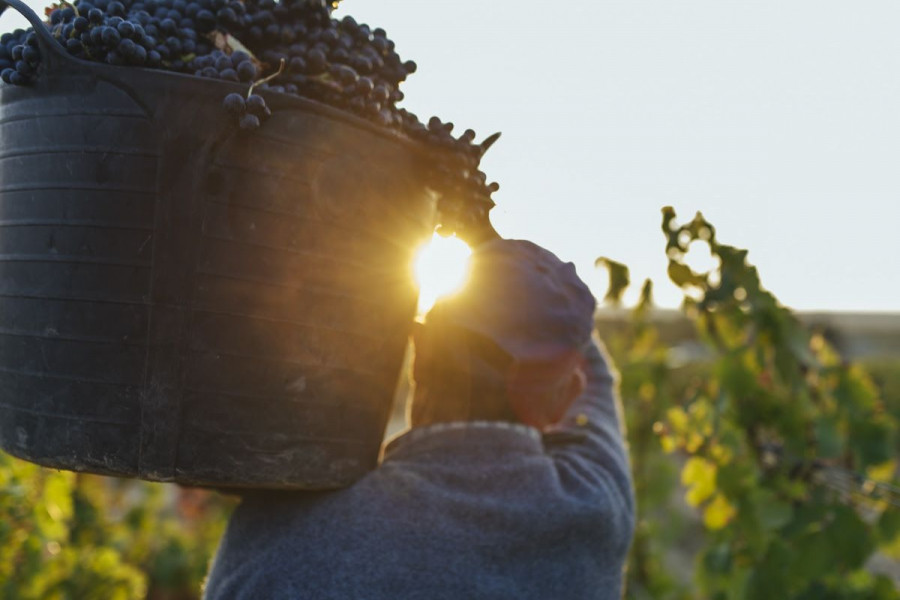 Imagen de la cosecha 2019 de la Denominación de Origen Calificada Rioja.