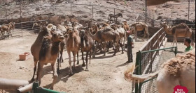 Uno de los socios del proyecto es Oasis Wildlife Fuerteventura.