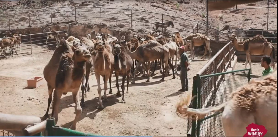 Uno de los socios del proyecto es Oasis Wildlife Fuerteventura.