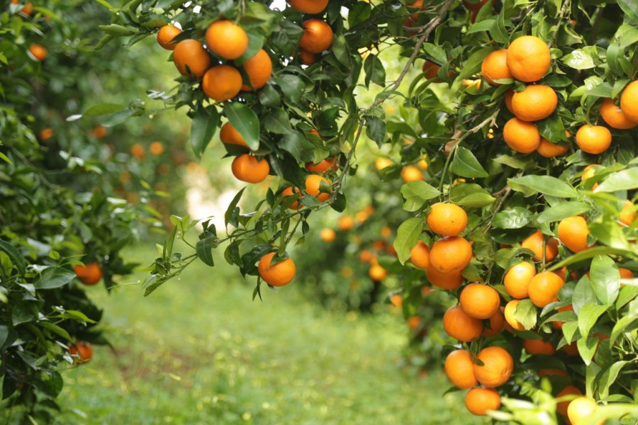 La mandarina Orri afianza sus ventas en la campaña 2019 con cerca de 52,1 millones de kilos.