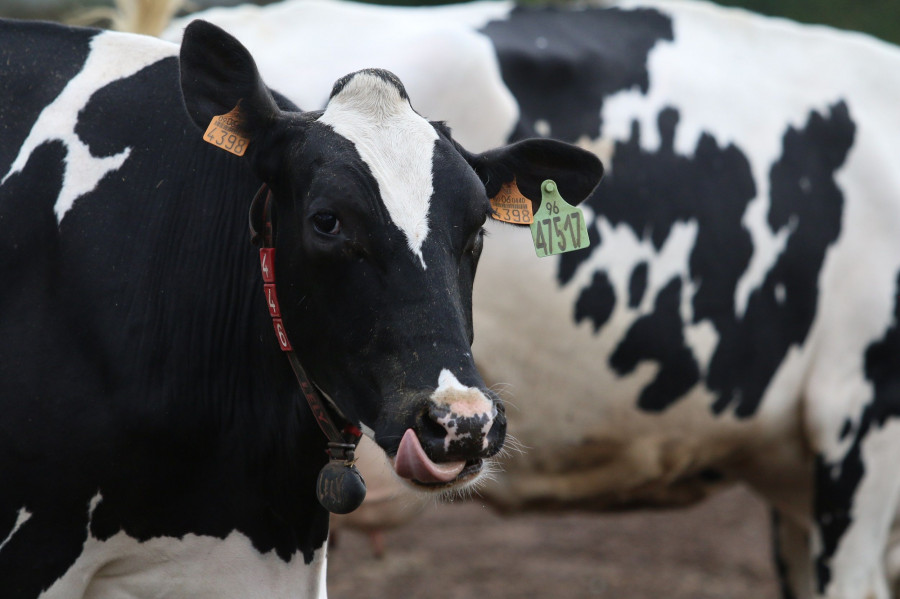 La fábrica de Sebares cuenta con tres granjas que proporcionan alrededor de 1 millón de litros al año de este tipo de leche.