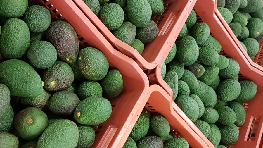 Junio será el “Mes del Aguacate” en España con campañas de promoción del producto en Carrefour, Eroski y Mercadona.