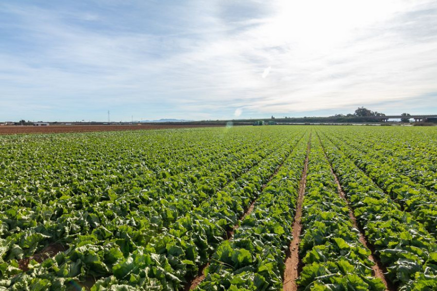 Campos de cultivo cercanos a la nueva planta de Vegetales Línea Verde en Torre-Pacheco (Murcia).