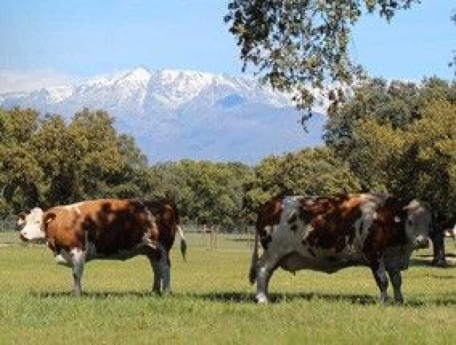 Provacuno y Asoprovac exponen los puntos claves en torno a la producción de carne en Castilla y León.