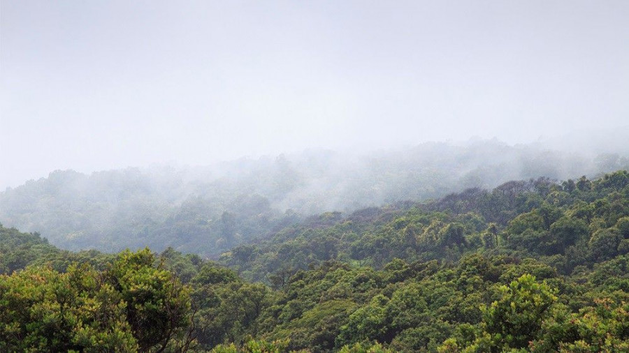 La verificación del estado de sus materias primas es uno de los pilares fundamentales de la compañía para con la sostenibilidad medioambiental forestal.