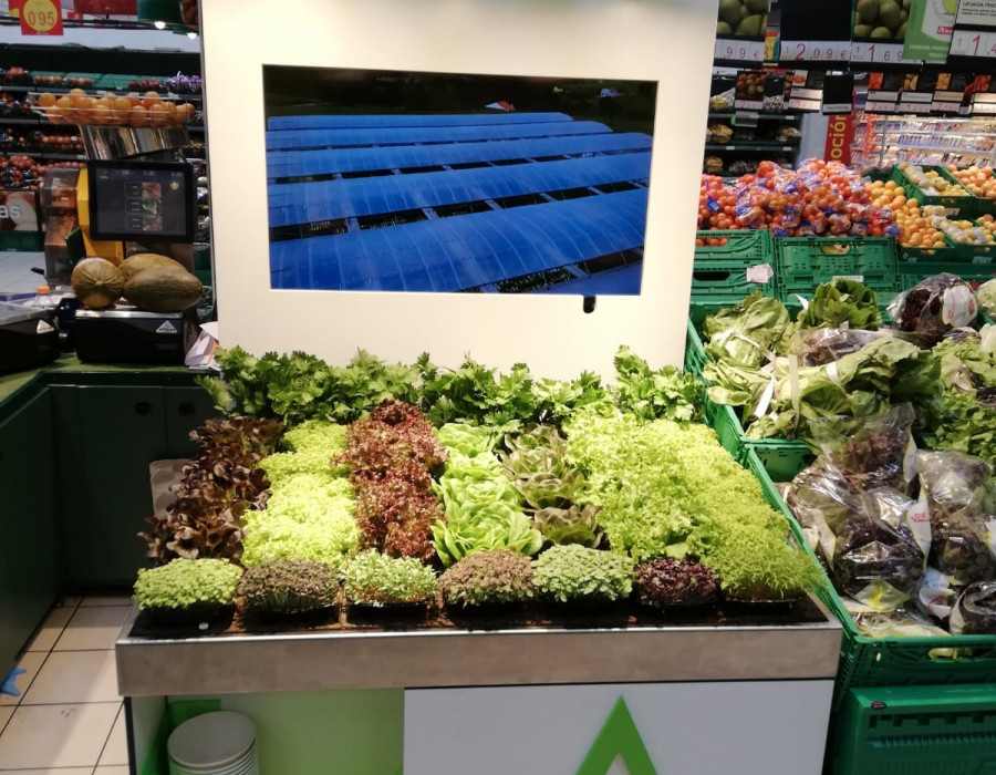 Las balsas flotantes reproducen en el hipermercado el mismo hábitat de un invernadero y tienen capacidad para 40 lechugas vivas.