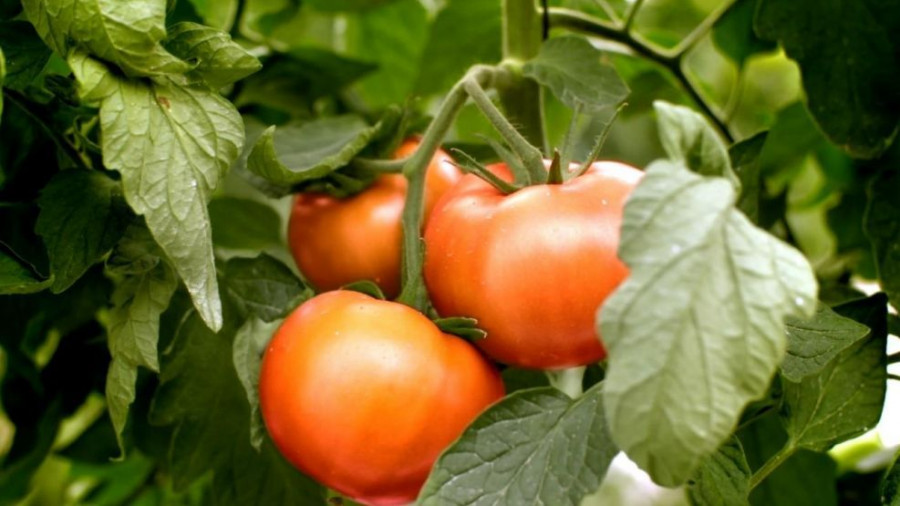 El acuerdo de Don Simón con la cooperativa Virgen de las Nieves proveerá de un millón y medio de kilos de tomates de los Palacios a la planta de Gádor (Almería).