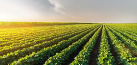 El sector español de verduras congeladas exportó el pasado año el 64% del producto cultivado.