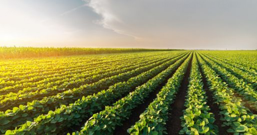 El sector español de verduras congeladas exportó el pasado año el 64% del producto cultivado.
