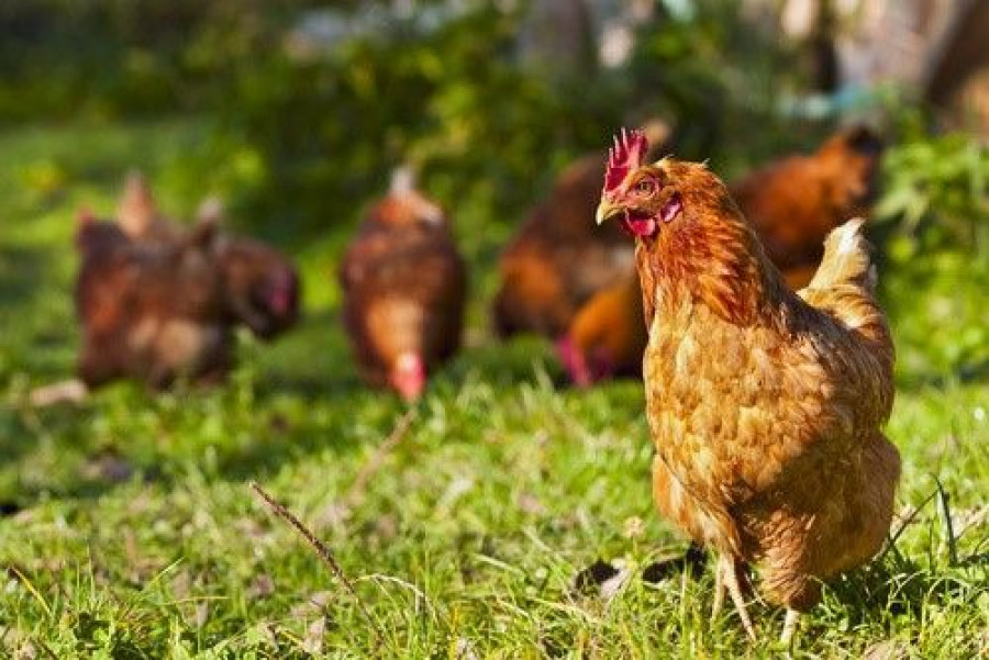 El compromiso incluye huevos y productos derivados del huevo, que la compañía utiliza como ingredientes.