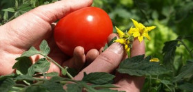 La superficie dedicada a la producción ecológica aumentó un 2,5% en 2016, según los últimos datos del Mapama.