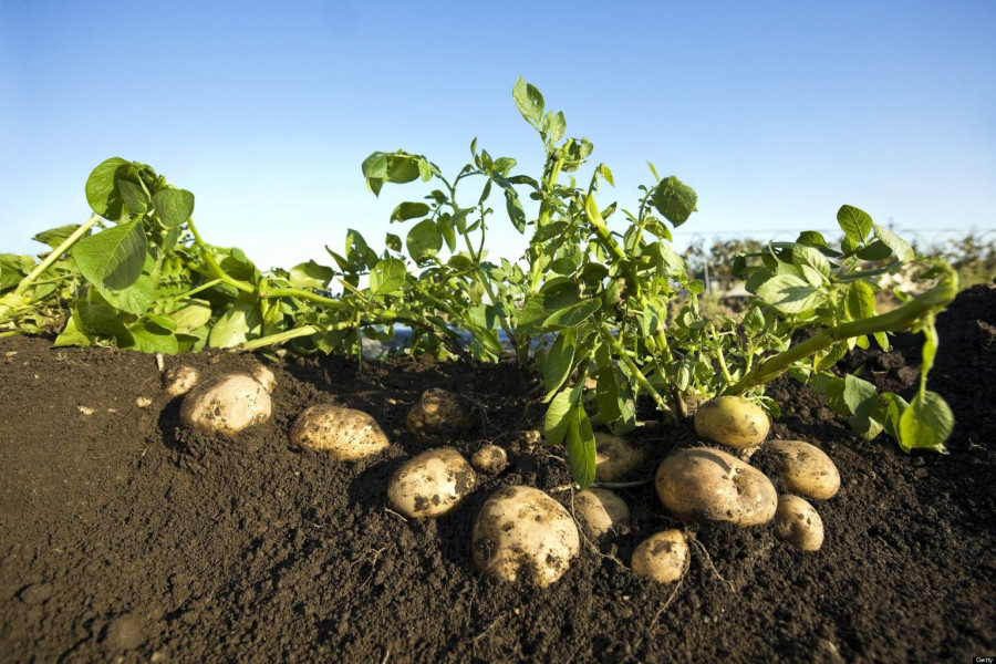 El proyecto permitirá la obtención de variedades mejoradas para el desarrollo de una agricultura más sostenible.