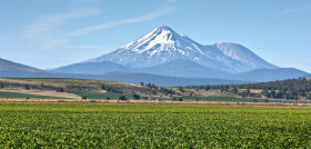 Esta nueva compra permitirá a Planasa disponer de uno de los mayores viveros de plantas de fresas de Estados Unidos.