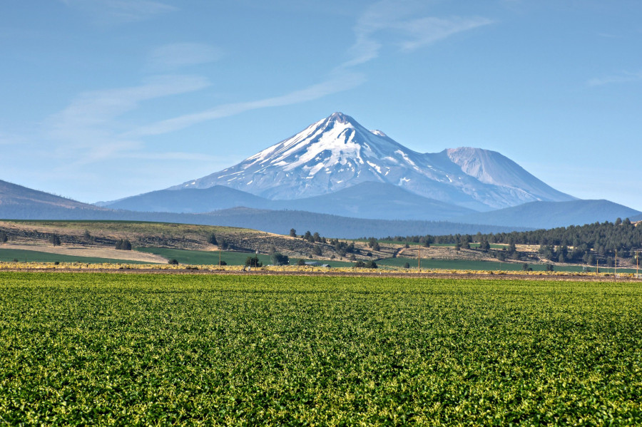 Esta nueva compra permitirá a Planasa disponer de uno de los mayores viveros de plantas de fresas de Estados Unidos.