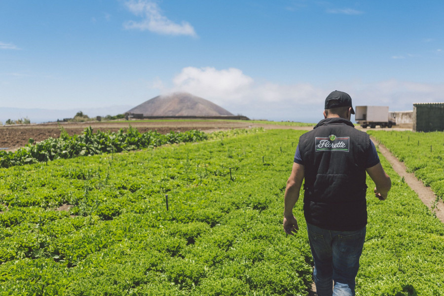 Florette se instaló en las islas en 2011 poniendo en marcha un centro de producción local y una red de cultivos de 800.000 metros cuadrados repartidos tanto en la isla de Gran Canaria como en Tener