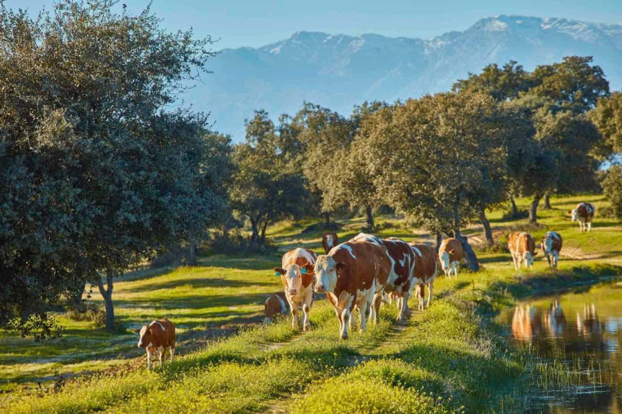 Con esta nueva inversión La Finca se convierte en el mayor productor de carnes rojas de calidad de España.