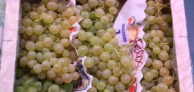 Se comercializarán en torno a 5.000.000 de Kilogramos de uva de cara a Nochevieja.