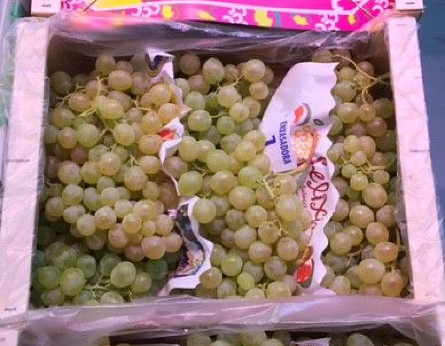Se comercializarán en torno a 5.000.000 de Kilogramos de uva de cara a Nochevieja.