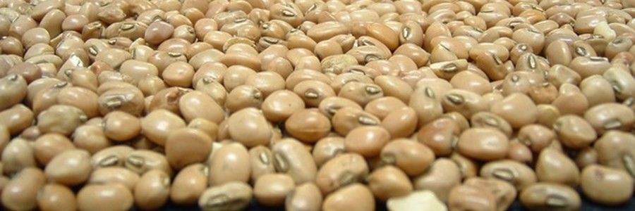 El beneficio se inicia en su cultivo y llega hasta su comercialización al reducir el desperdicio alimentario.