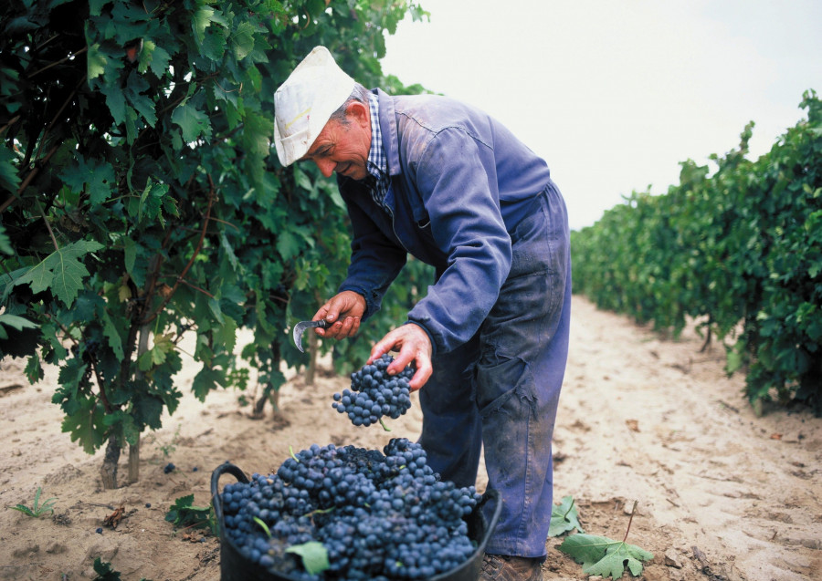 Favorecida por una climatología inusual, la excepcional sanidad de la uva y una vendimia muy escalonada permiten alcanzar resultados muy satisfactorios.