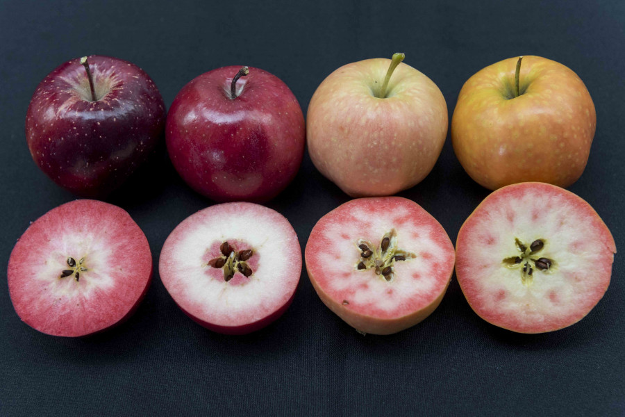 El proyecto IFORED agrupa a 14 de los mayores productores de manzanas de 5 continentes.