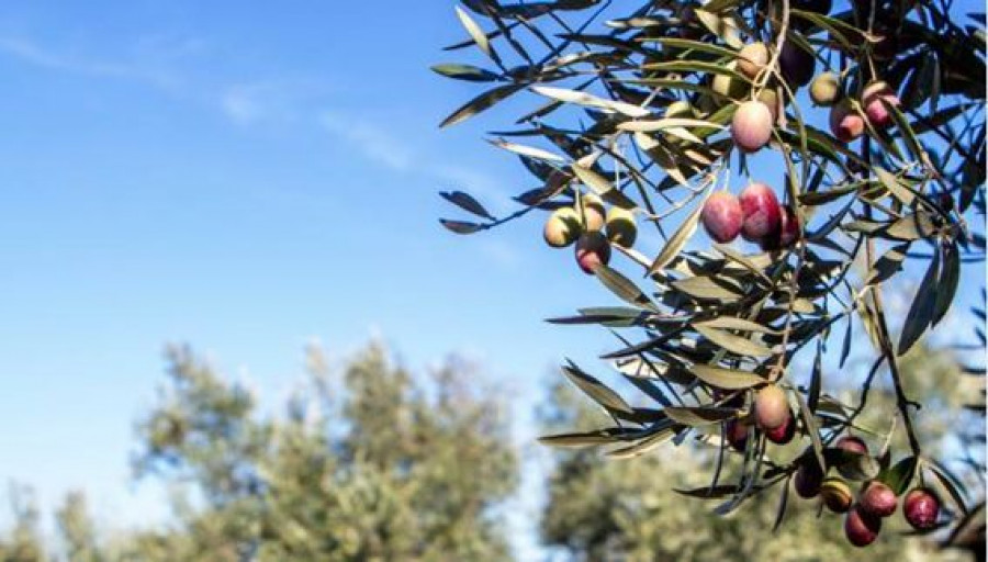 Andalucía representa el 95% de las compras de aceite a granel Hacendado y el 76% del total de productores.