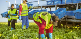 Desde que hace 27 años el equipo de Florette lanzara la primera ensalada envasada al mercado español, éste sector no ha parado de crecer. Hoy, 8 de cada 10 hogares españoles consumen ensaladas env
