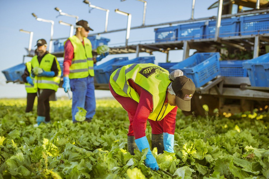 Desde que hace 27 años el equipo de Florette lanzara la primera ensalada envasada al mercado español, éste sector no ha parado de crecer. Hoy, 8 de cada 10 hogares españoles consumen ensaladas env