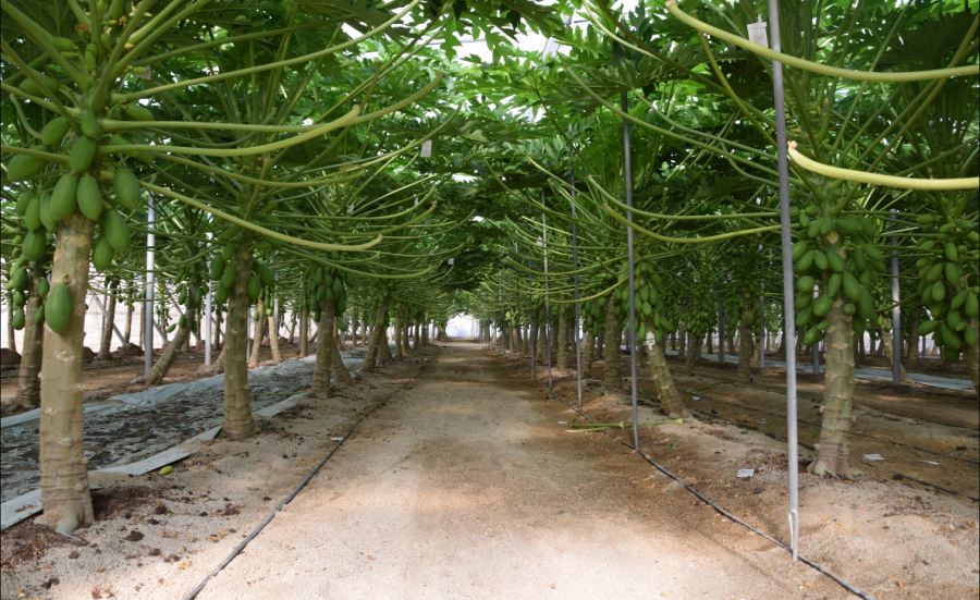 Una gran proporción de la superficie de papaya en la actualidad está bajo un protocolo de Ecológico, algo que se considera un hito en este cultivo.
