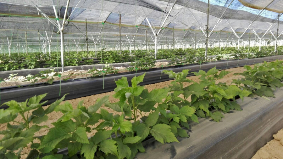 La cooperativa realiza ya labores de preparación en el campo para el comienzo de una nueva campaña agrícola.